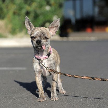 獣医師が解説 犬種別 小型犬に散歩は必要 冬も行く 量と回数の目安 いぬのきもちweb Magazine